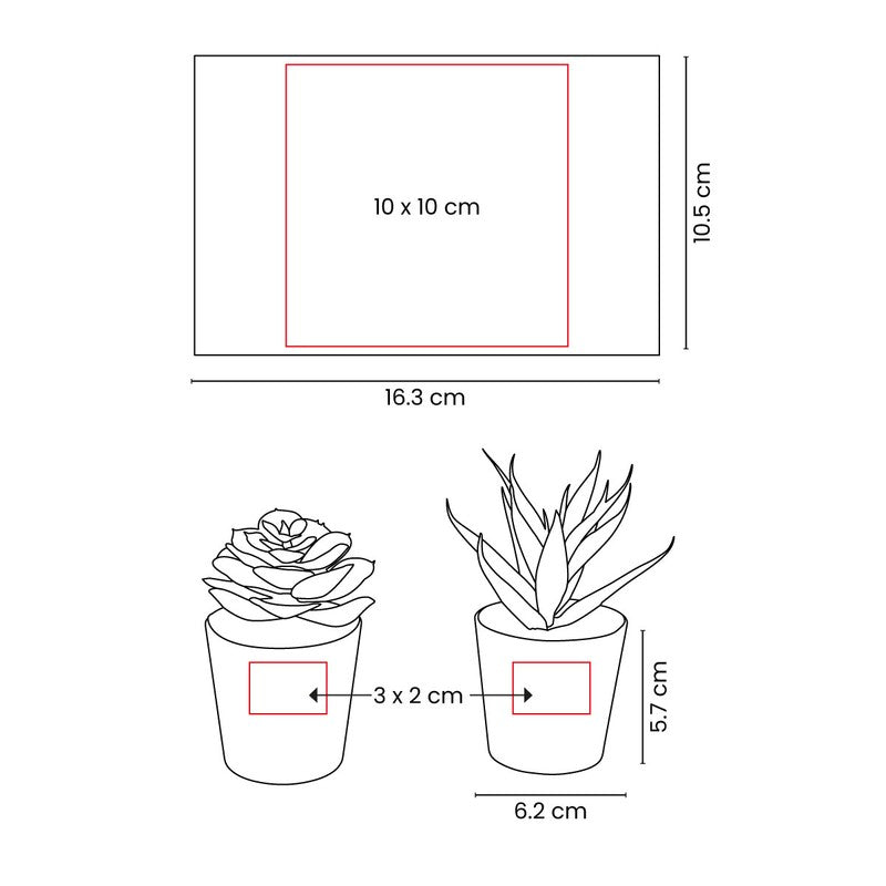 SET DE PLANTAS ALISO