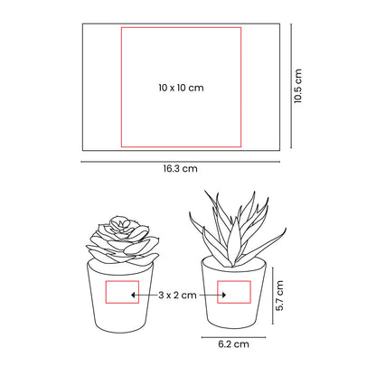 SET DE PLANTAS ALISO